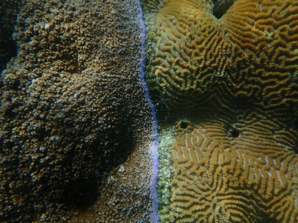 Coral Reefs and the War on Waste