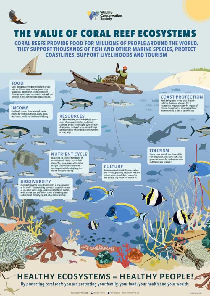 Coral reefs provides important ecosystem services - Reef Connect Australia
