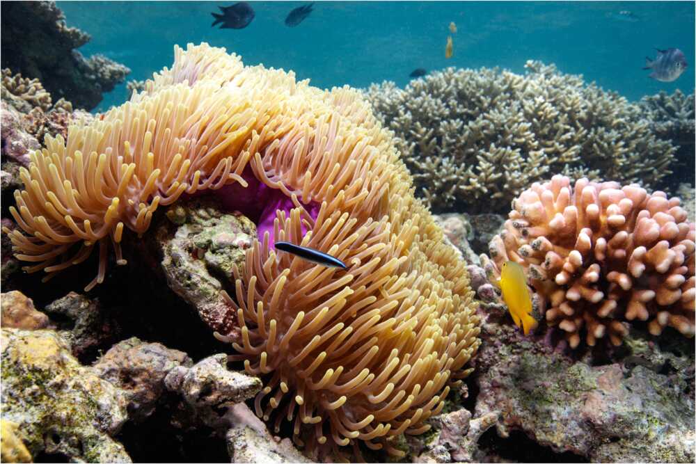 The special relationship between the clownfish and anemones - Reef ...
