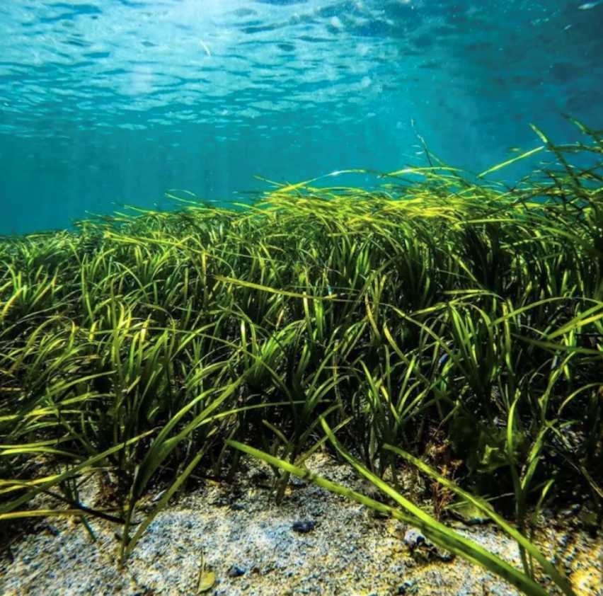 The ‘charisma’ gap – shifting the perspective on seagrass meadows