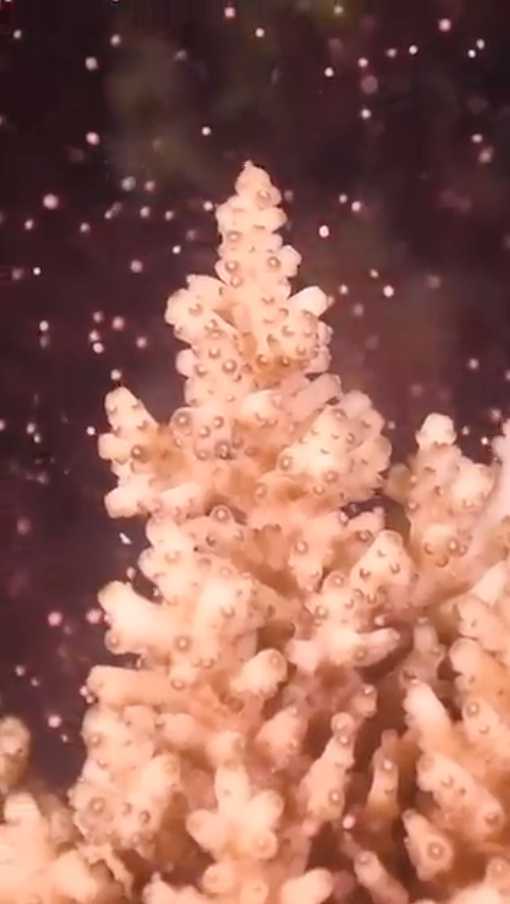 The most important event of the year, coral spawning.