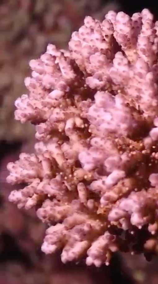 The most important event of the year, coral spawning.